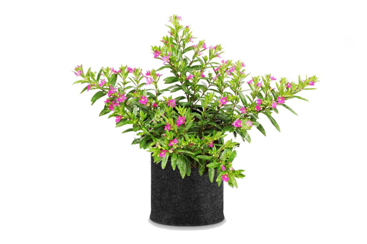 Cuphea hyssopifolia (Cuphea) (5" x 3.5")