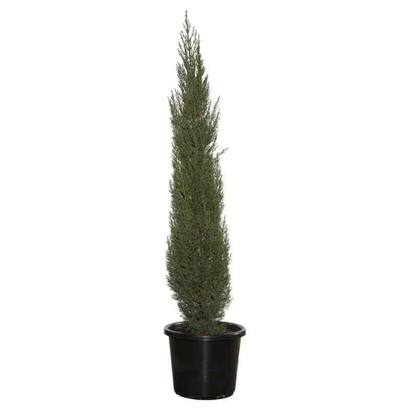 Cupressus sempervirens (Pencil Cypress)