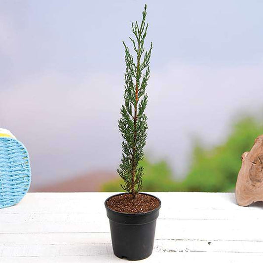 Cupressus sempervirens (Pencil Cypress)