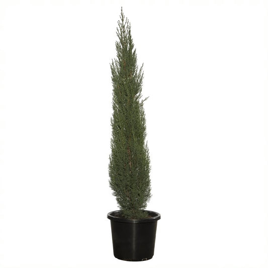 Cupressus sempervirens (Pencil Cypress)