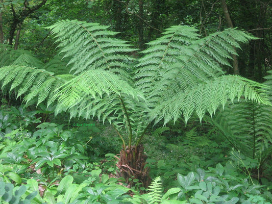 Cyatheales (Tree Fern)