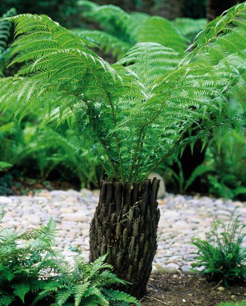 Cyatheales (Tree Fern)