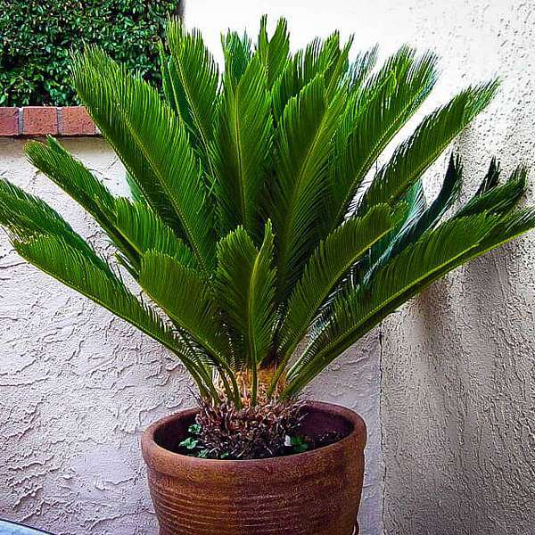 Cycas circinalis (Queen Sago, Goddechal)