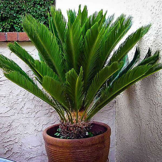 Cycas circinalis (Queen Sago, Goddechal)