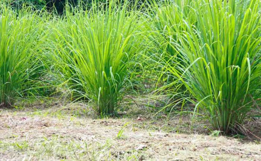 Cymbopogon flexuosus- lnchipullu (East Indian Lemon grass)