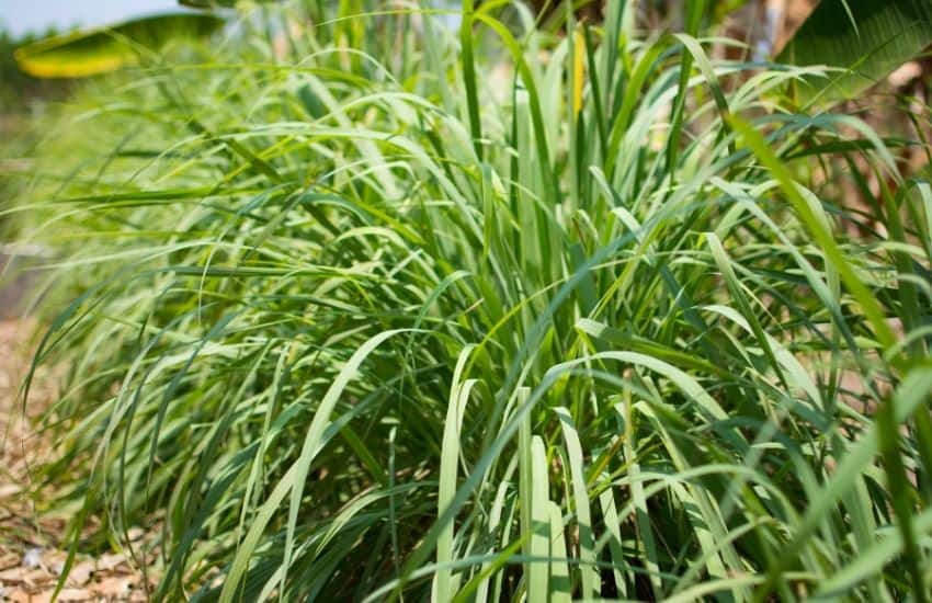 Cymbopogon flexuosus- lnchipullu (East Indian Lemon grass)