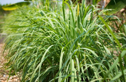 Cymbopogon flexuosus- lnchipullu (East Indian Lemon grass)