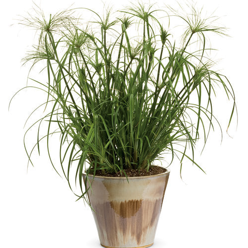 Cyperus Papyrus Prince Tut (Dwarf Egyptian Papyrus)
