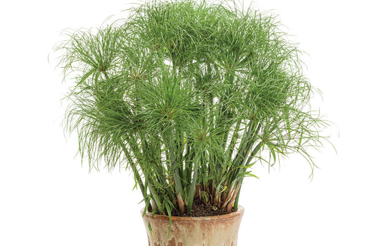 Cyperus Papyrus Prince Tut (Dwarf Egyptian Papyrus)