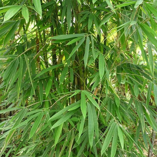 Dendrocalamus Strictus, Balcoa, Bambusa arundinacea (Bamboo 3 varieties 100 each)
