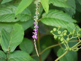 Desmodium gangeticum - Orila (Salparni, nariyalavona)