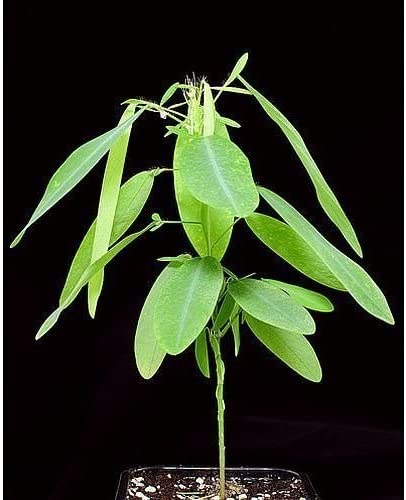 Desmodium motorium -Ramanamapacha (Indian telegraphic plant)