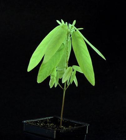 Desmodium motorium -Ramanamapacha (Indian telegraphic plant)