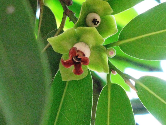 Diospros ebenum (Ceylon ebony)