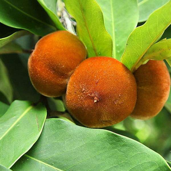 Diospyros blancoi (Velvet Apple)