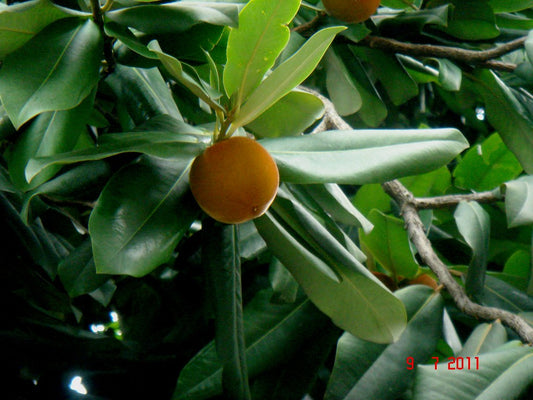 Diospyros blancoi (Velvet Apple)