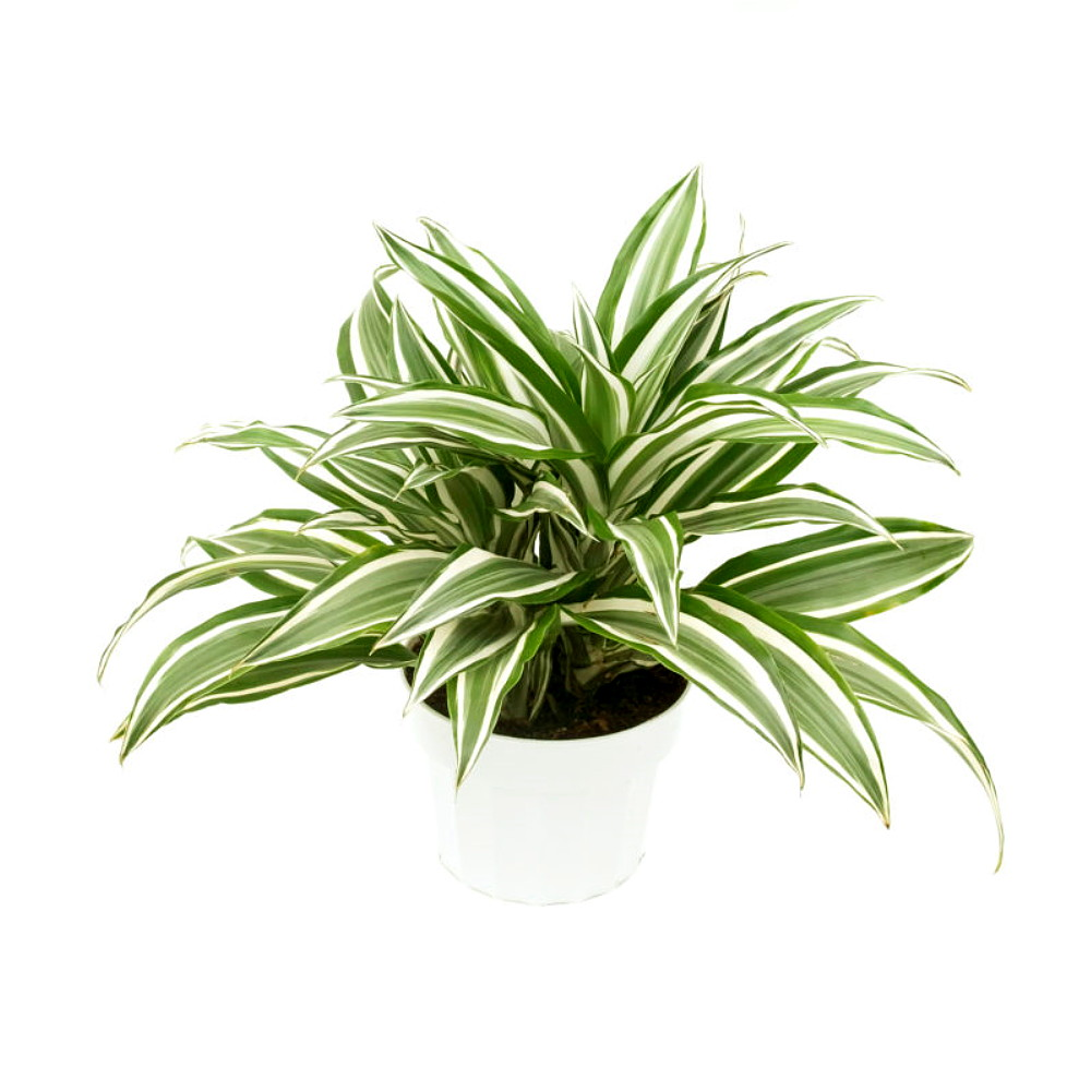 Dracaena Warneckii 2 (Janet Craig Dracaena)