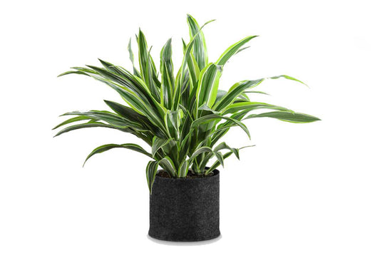 Dracaena Warneckii Green / Yellow 1 (Janet Craig Dracaena)