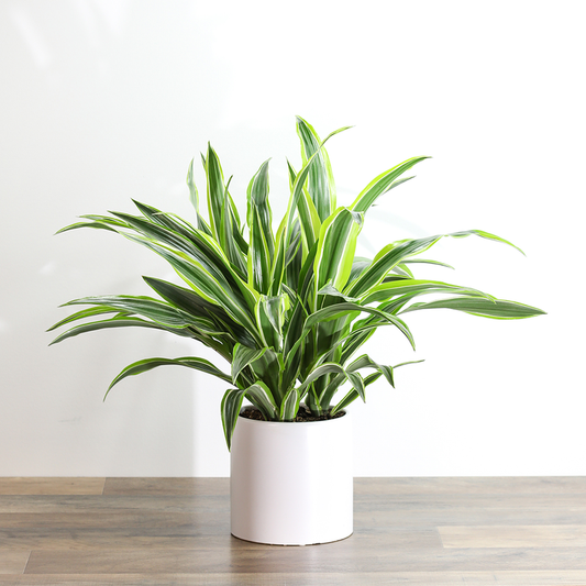 Dracaena Warneckii Green / Yellow 2 (Janet Craig Dracaena)