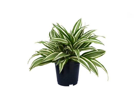 Dracaena Warneckii 1 (Janet Craig Dracaena)