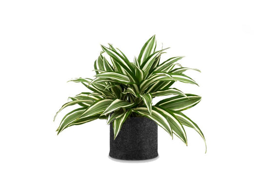 Dracaena Warneckii 1 (Janet Craig Dracaena)
