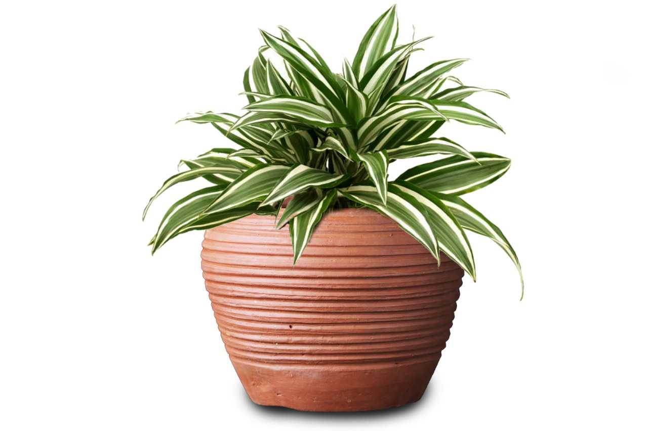 Dracaena Warneckii 1 (Janet Craig Dracaena)