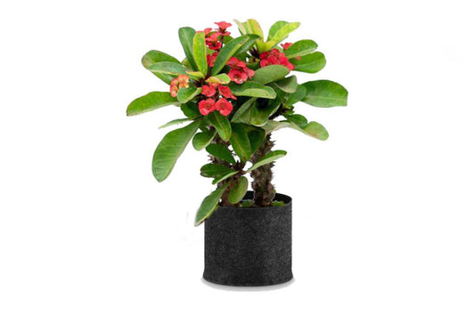 E-euphorbia (continifolia) Deep red color (Smoke Tree) (9" x 3.25')