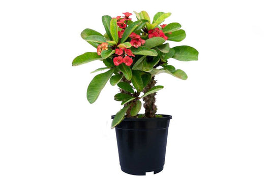 E-euphorbia (continifolia) Deep red color (Smoke Tree) (9" x 3.25')