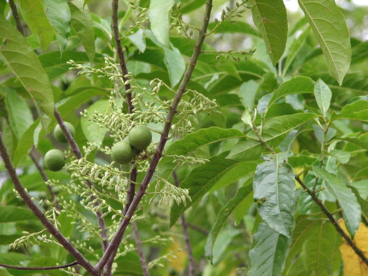 Elaeocarpus ganitrus -Rudraksham (Woodenbegar,Rudraksha)