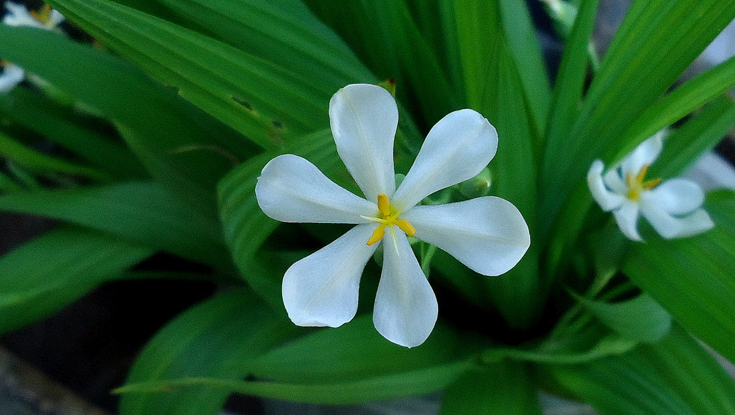 Eleutherine bulbosa - (verikose vain) (Dayak Onion (verikose vain))