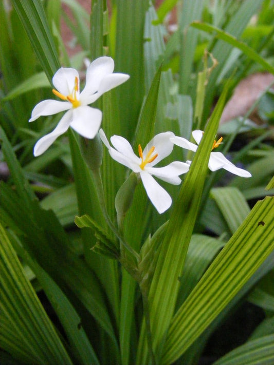 Eleutherine bulbosa - (verikose vain) (Dayak Onion (verikose vain))