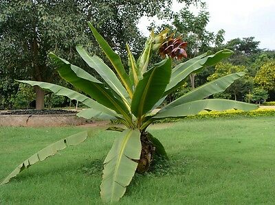 Ensete superbum (Cliff Banana, Kadubale)