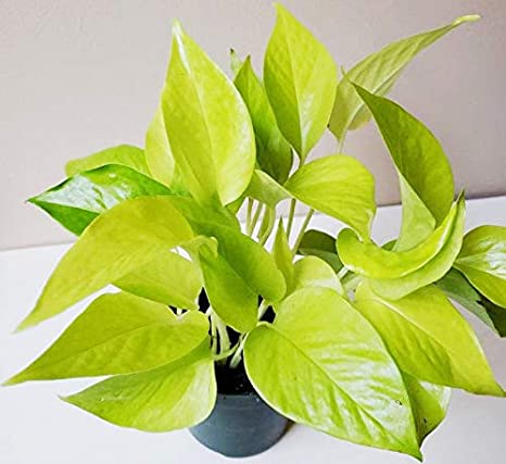 Epipremnum aureum Golden (Money Plant Golden Or Golden pothos)