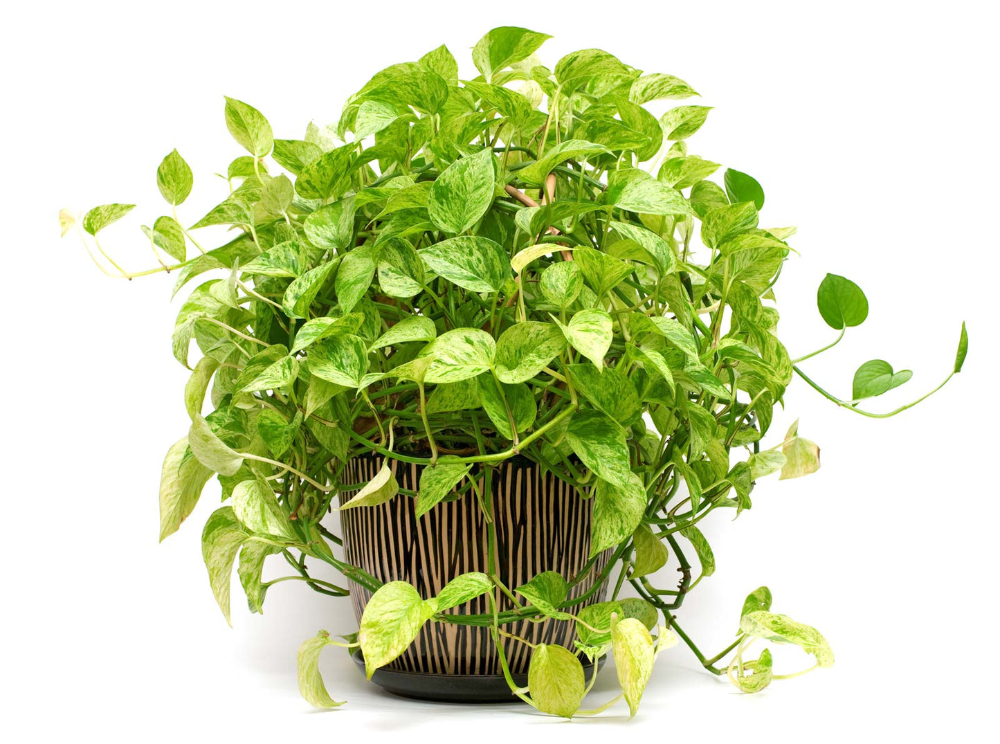 Epipremnum aureum Golden (Money Plant Golden Or Golden pothos)