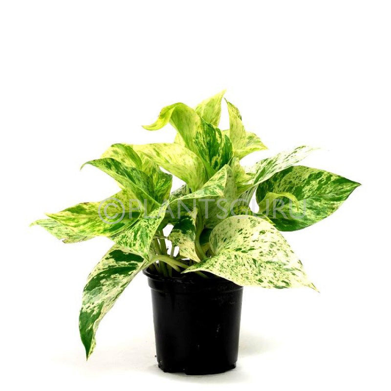 Epipremnum aureum marble (Money Plant Marble Queen)