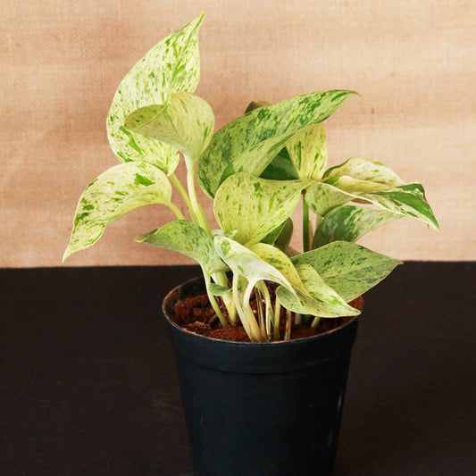 Epipremnum aureum marble (Money Plant Marble Queen)