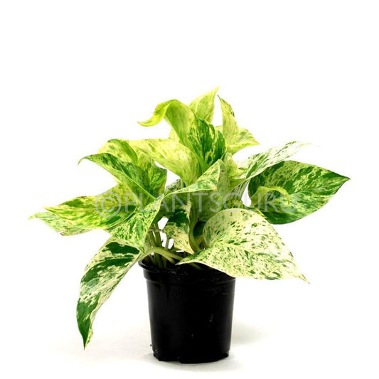 Epipremnum aureum marble (Money Plant Marble Queen)