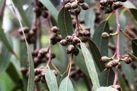 Eucalyptus globules (Nilgiri mara)