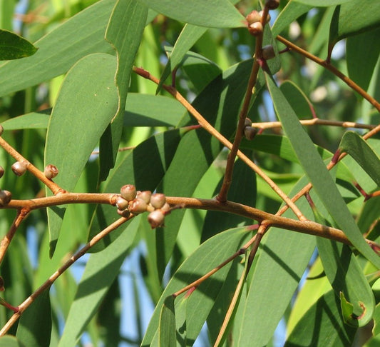 Eucalyptus globules (Nilgiri mara)