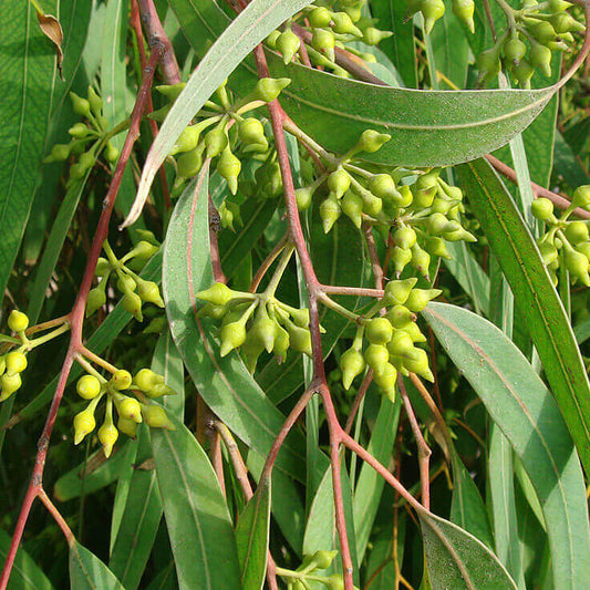 Eucalyptus globules (Nilgiri mara)