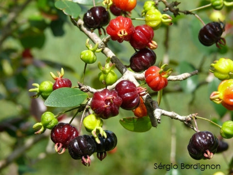 Eugenia uniflora (Surinam Cherry- Black)