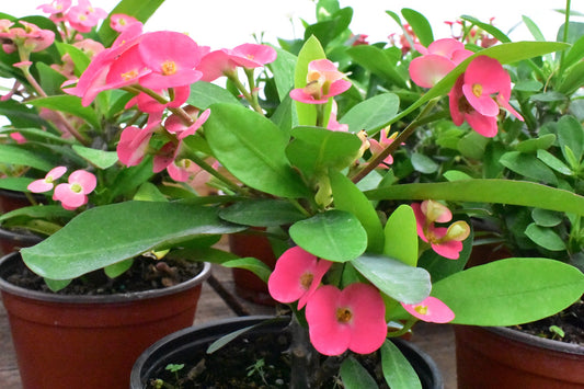 Euphorbia milii (Crown of Thorns)
