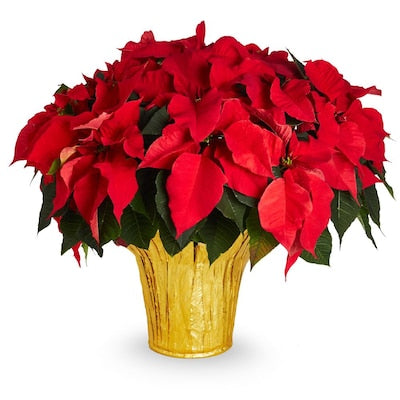 Euphorbia pulcherrima (Poinsettia)