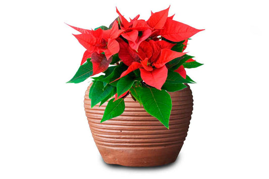 Euphorbia pulcherrima (Poinsettia Local Red) (9" x 3.25")