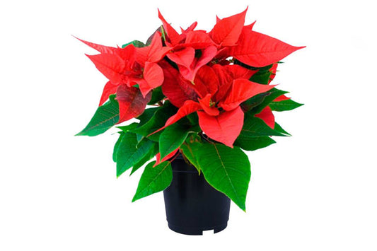 Euphorbia pulcherrima (Poinsettia Local Red) (9" x 3.25")