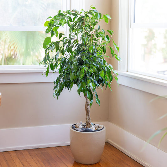 Ficus Benjamina