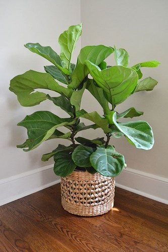 Ficus Lyrata 1 (Fiddle Leaf Fig)