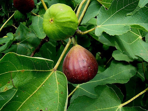 Ficus carica 'Brown Turkey (Fig)