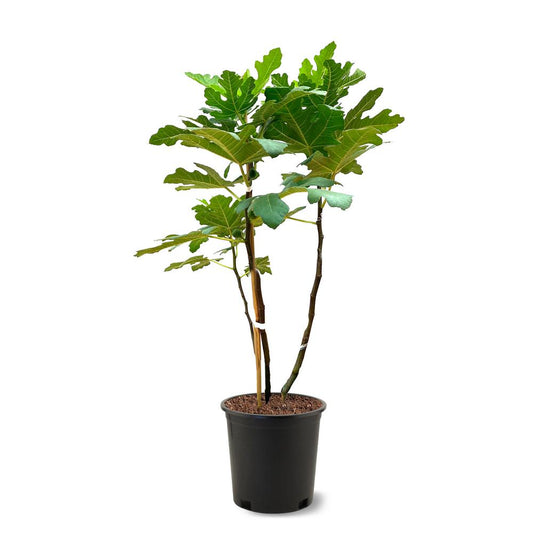 Ficus carica 'Brown Turkey (Fig)