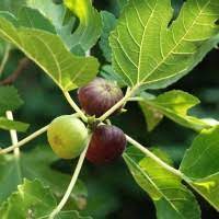 Fig carica Puna Red (Fig)